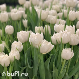 Тюльпан Northcap (5 луковиц)