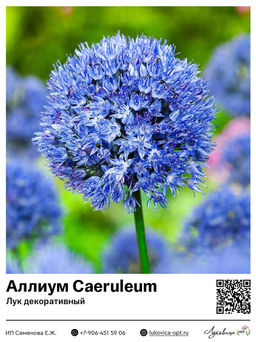 Аллиум Caeruleum (Лук декоративный)