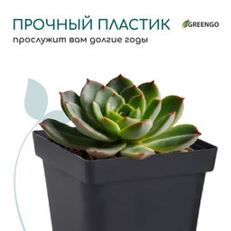 Цена за 10 шт. Горшок для рассады, 700 мл, 10×10×12.5 см, пластик, чёрный, Greengo