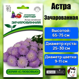 Астра китайская Зачарованная - Партнер фото 2