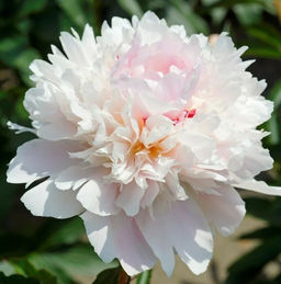 Пион Alertie - Голландские луковицы фото 2