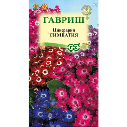 Цинерария Симпатия цветущая гибридная 8шт. (Гавриш)