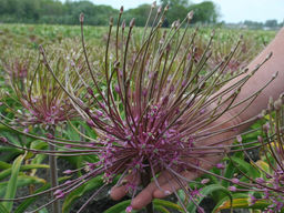 Allium Schubertii (Лук декоративный Шуберт) - Долина роз фото 4