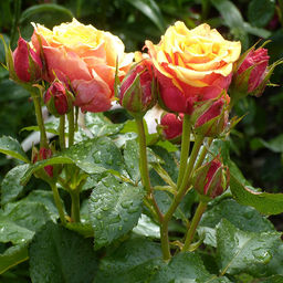 R541 ЧЕРРИ БРЕНДИ