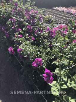 Петуния махровая срезочная Аллегра - Партнер фото 4