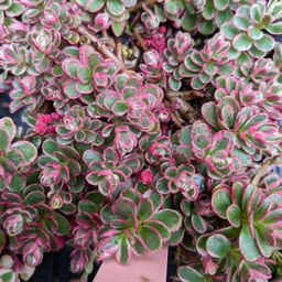 Очиток ложный Триколор