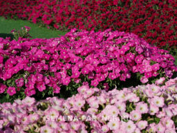 Петуния Зацветёт Short Фрешбэрри многоцветковая каскадная - Партнер фото 6