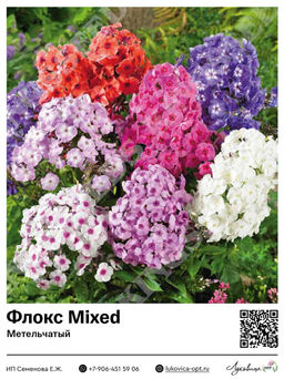 Флокс Mixed (Метельчатый)