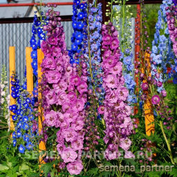 Дельфиниум Даски Майденс - Партнер фото 7