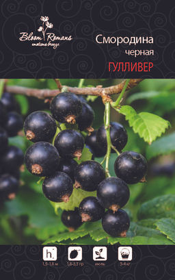 Смородина черная Гулливер