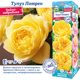 Роза Тулуз Лотрек (Чайно-гибридная) 1шт