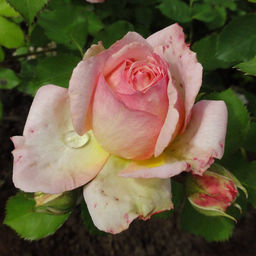 R555 ШАРЛЬ ДЕ НЕРВО