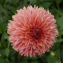 ГЕОРГИНА Оранж Фубуки Разбор I Кол-во упак., шт 1