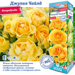 Роза Джулия Чайлд (Флорибунда) 1шт