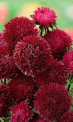 Астра АФРОДИТА  Сортотип игл