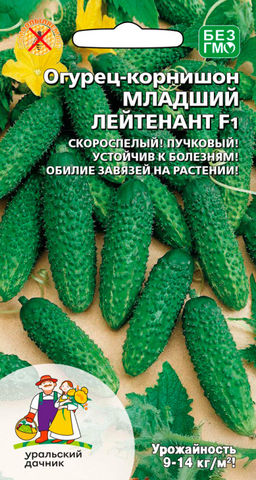 Огурец МЛАДШИЙ ЛЕЙТЕНАНТ F1 Скороспелый! Пучковый! Устойчив к болезням! Обилие завязей на растении!
