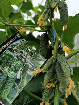 Огурец САМО СОВЕРШЕНСТВО F1 Уникальный! - Уральский дачник фото 3