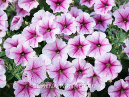 Петуния Зацветёт Long Разли Дазли многоцветковая ампельная - Партнер фото 5