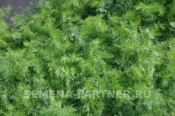 Укроп Мораван - Партнер фото 2