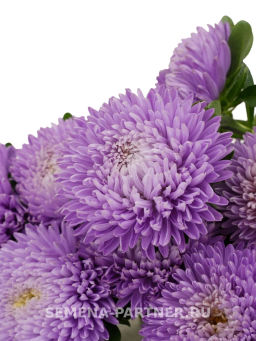 Астра китайская Лебединая Верность - Партнер фото 3