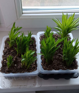 Лиатрис микс (Liatris Mix) 10шт