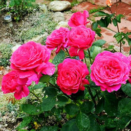 R065 БИГ ПЕРПЛ