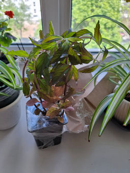 Мята Шведский лимон