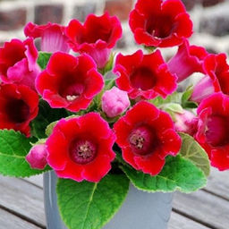 ГЛОКСИНИЯ Корина Разбор 5/6 Кол-во упак., шт 2