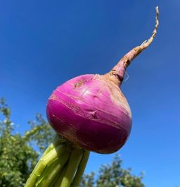 Репа РОЗОВЫЙ МЁД сахарная! Устойчива к цветушности! Полезна при диабете и ожирении! - Уральский дачник фото 5