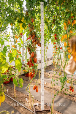 Томат Бурая Гроздь - Партнер фото 5