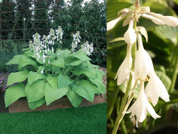 Хоста Т Рекс - Долина роз фото 5