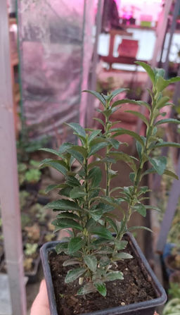 Бересклет Грин Спайр (колоновидный), горшок 0,3 л - 1000корней фото 2