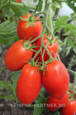 Томат Викуся - Партнер фото 6