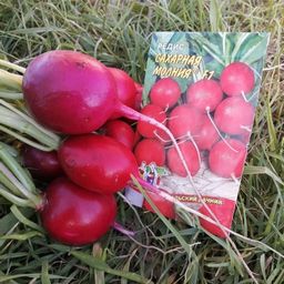 Редис САХАРНАЯ МОЛНИЯ F1 - Уральский дачник фото 6