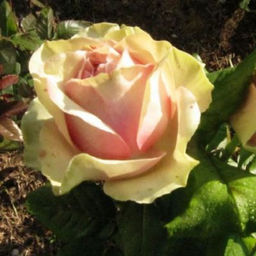 R388 ПИТАХАЙЯ