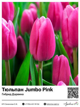 Тюльпан Jumbo Pink (Триумф)