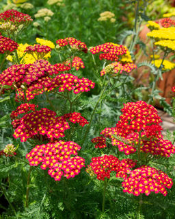 Тысячелистник Laura - Голландские луковицы фото 3