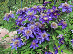 Клематис Multi Blue (Мульти Блю)