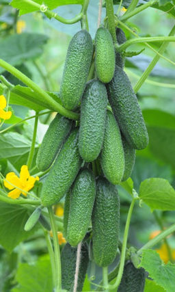 Огурец ЛА БЕЛЛА F1 Улучшенная вариация знаменитой Либелле F1! Для маринования и консервации! Высокая устойчивость к болезням!