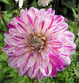 ГЕОРГИНА Смоуки Разбор I Кол-во упак., шт 1