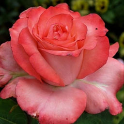 Роза Набила