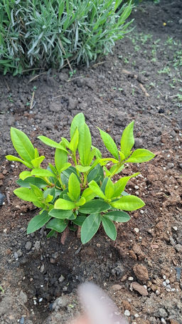 Рододендрон Каннингемс Уайт