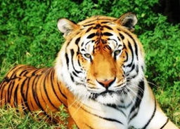 Алмазная мозаика на подрамнике 40х50 Тигр / GA70046 /уп 30/