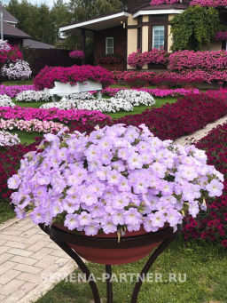 Петуния Зацветёт Short Лилак Лайт многоцветковая каскадная - Партнер фото 5