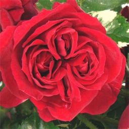 R574 ЭЛИ СЕМУН