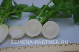 Редис Снежок - Партнер фото 6
