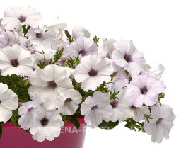 Петуния Изи Вэйв Сильвер каскадно-ампельная белая - Партнер фото 7