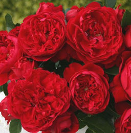 Эротик Рококо