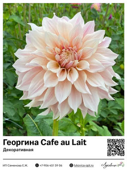 Георгина Cafe au Lait (Декоративная)