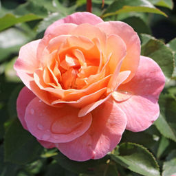 Роза Мари Кюри